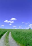 Greener Pastures Ahead