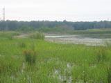 12 Steps to Successful Wetlands Mitigation Banking